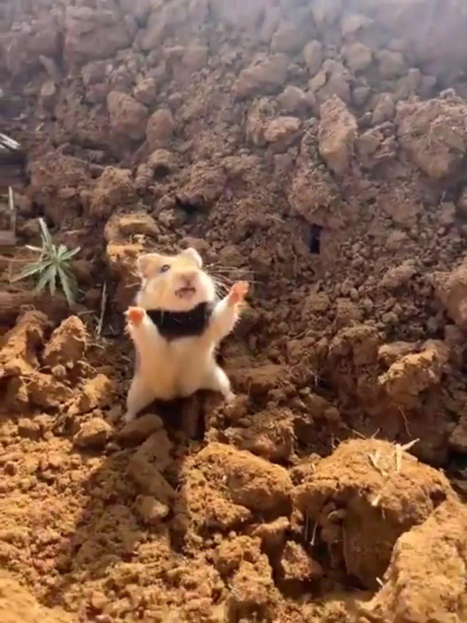 The Brave Hamster standing tall against a giant intruder